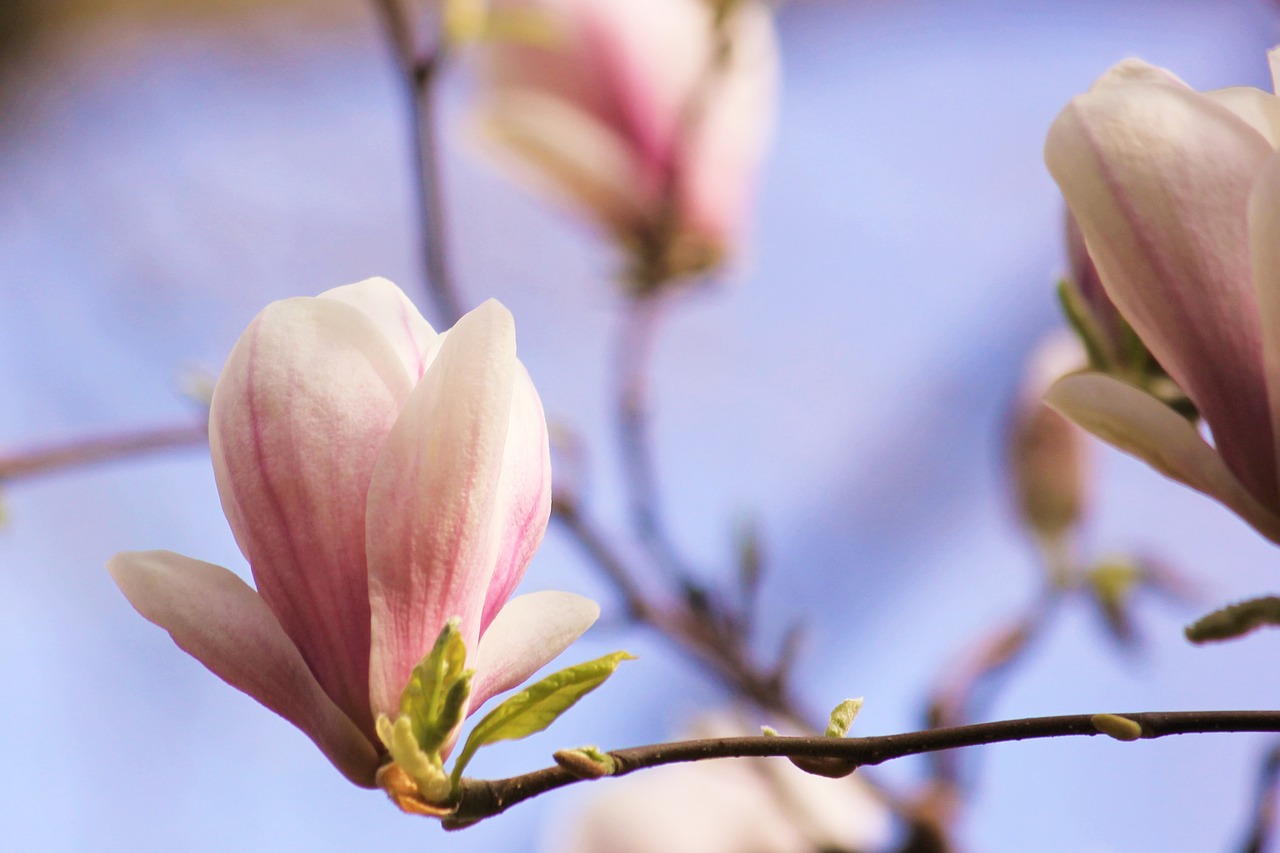 magnolia blossom bloom free photo