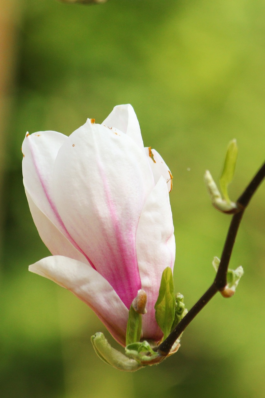 magnolia blossom bloom free photo