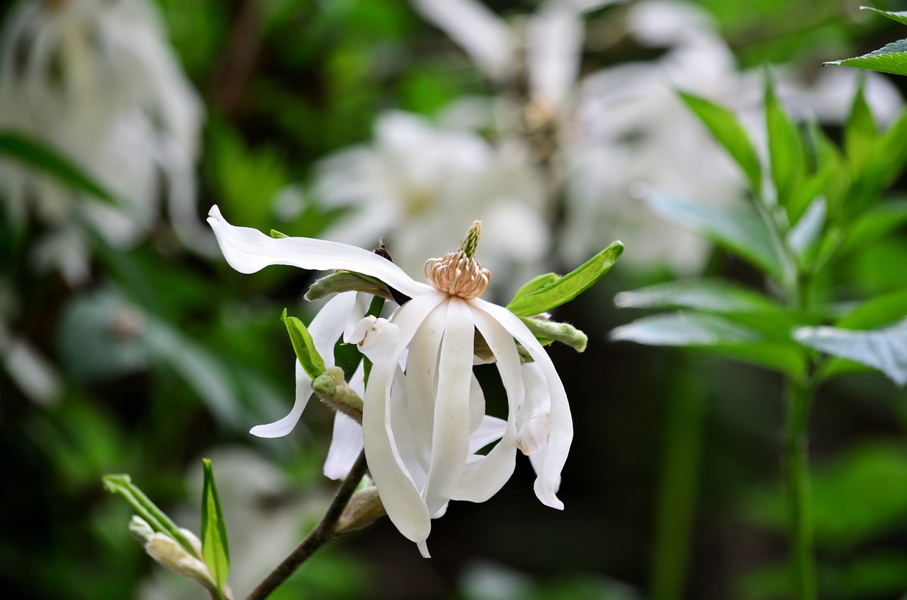 magnolia magnolia star flower free photo