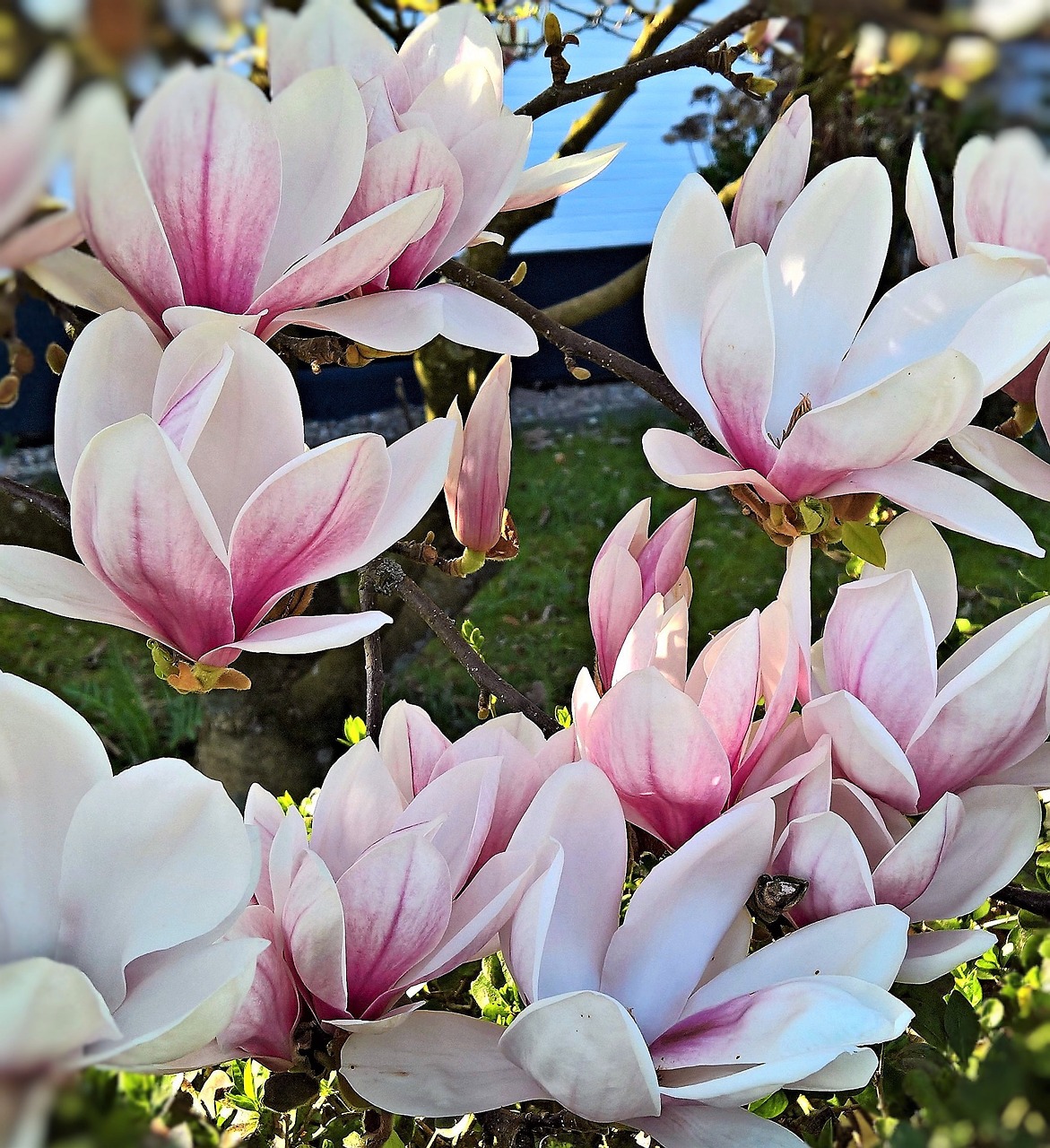 magnolia tulip magnolia plant free photo