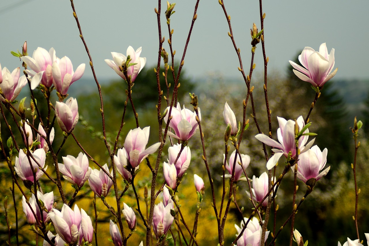 magnolia flowers spring free photo