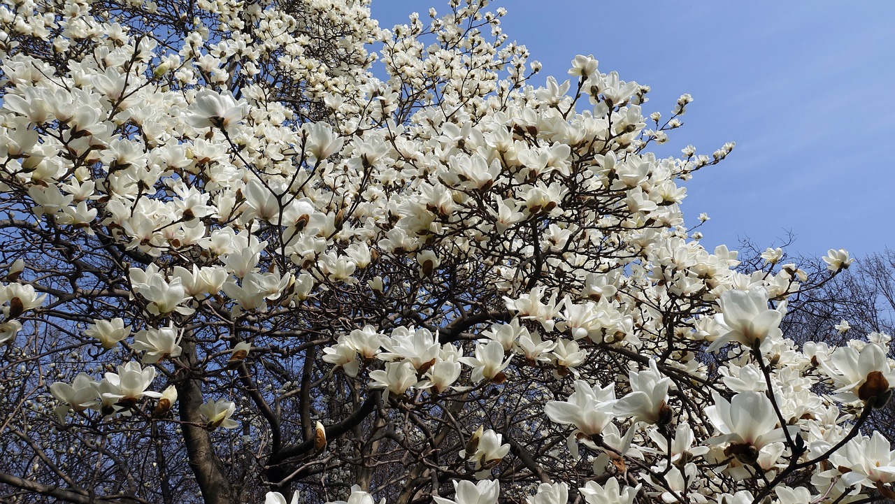 magnolia spring spring flowers free photo