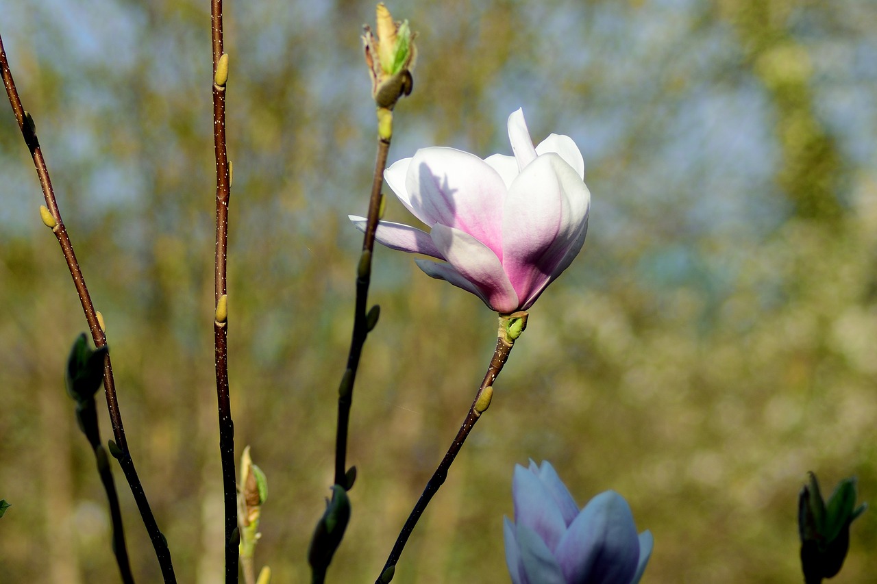 magnolia close blossom free photo