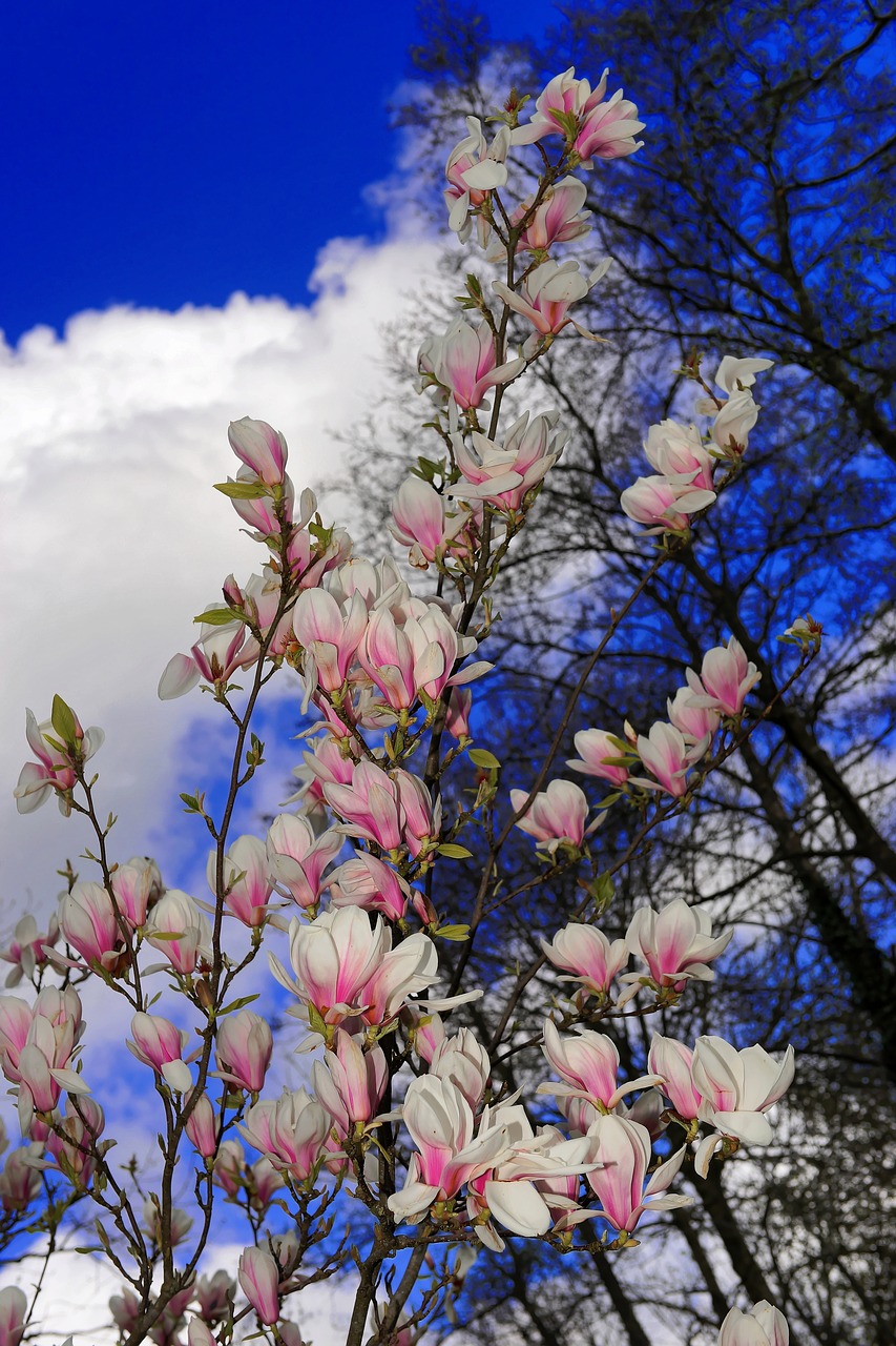 magnolia flowers white free photo