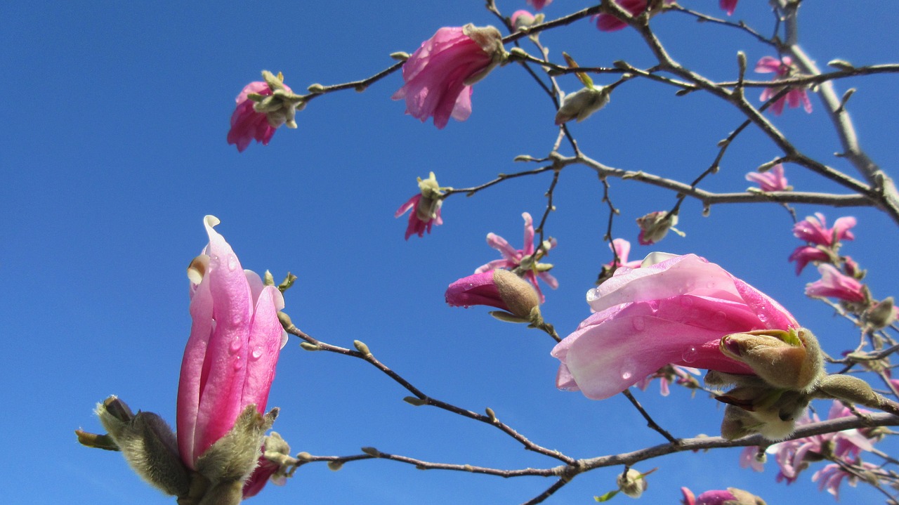 magnolia spring nature free photo