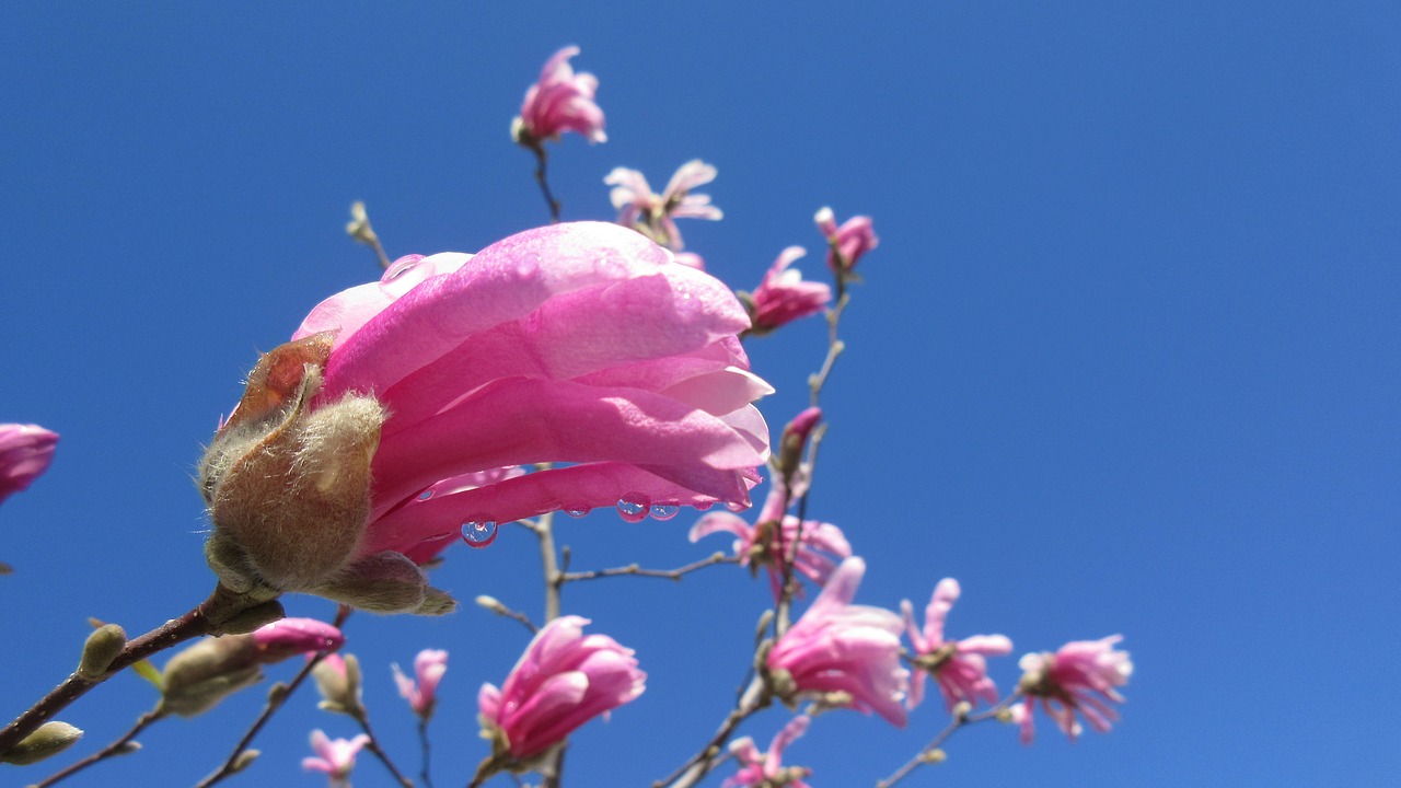 magnolia spring flower free photo