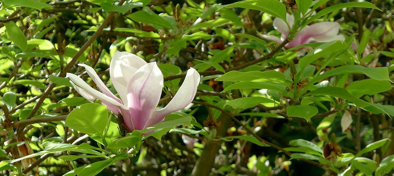 magnolia springtime single flower free photo