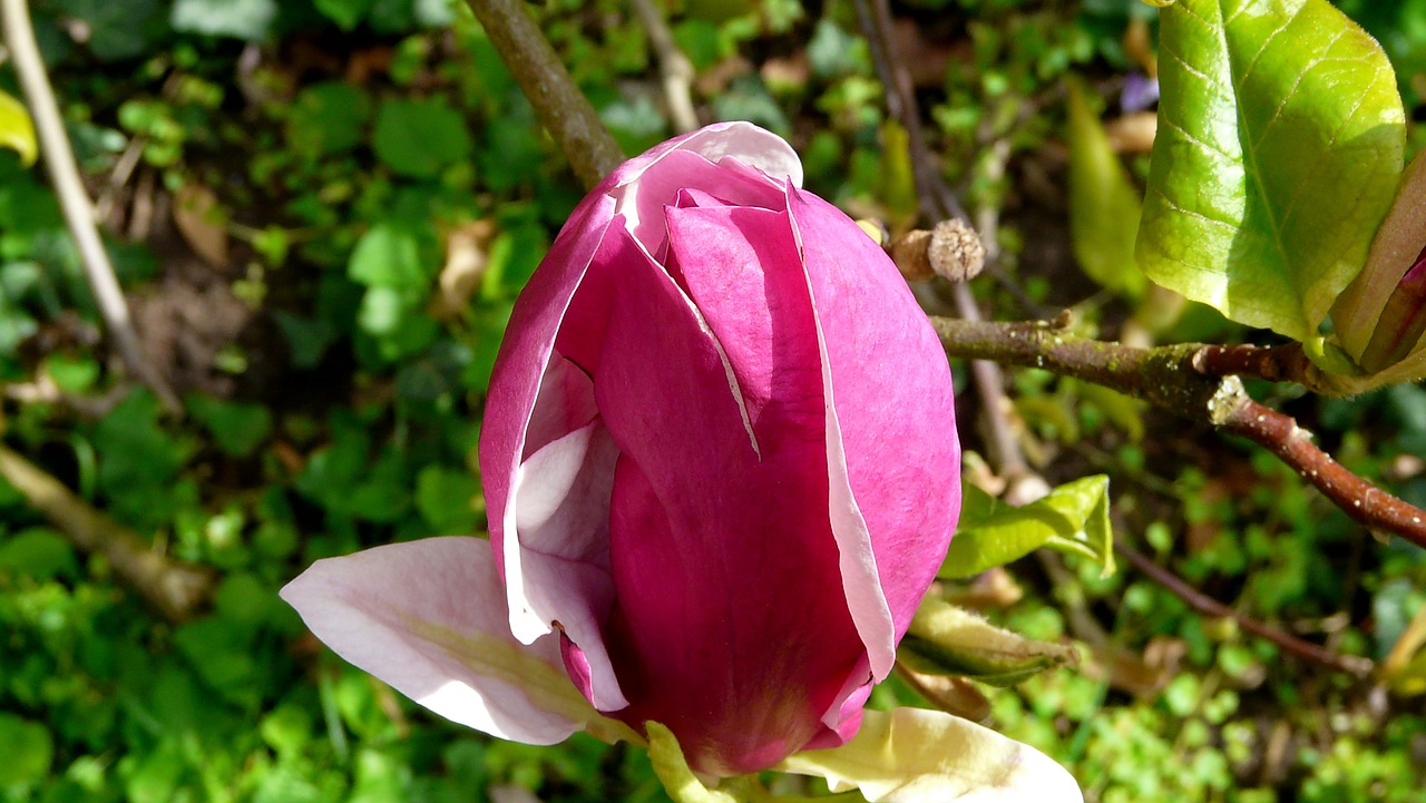 magnolia blossom bloom free photo