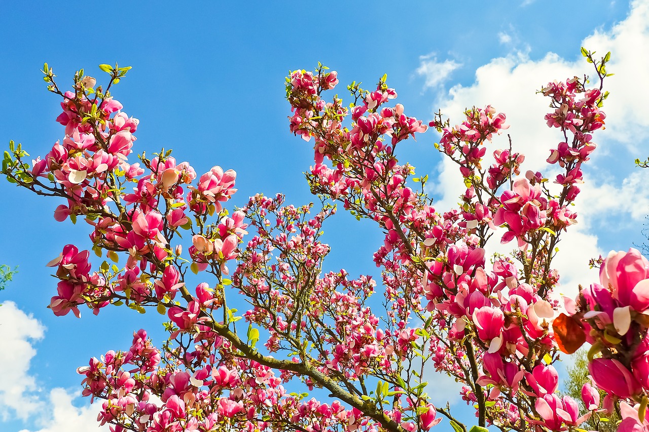 magnolia tree flowers free photo