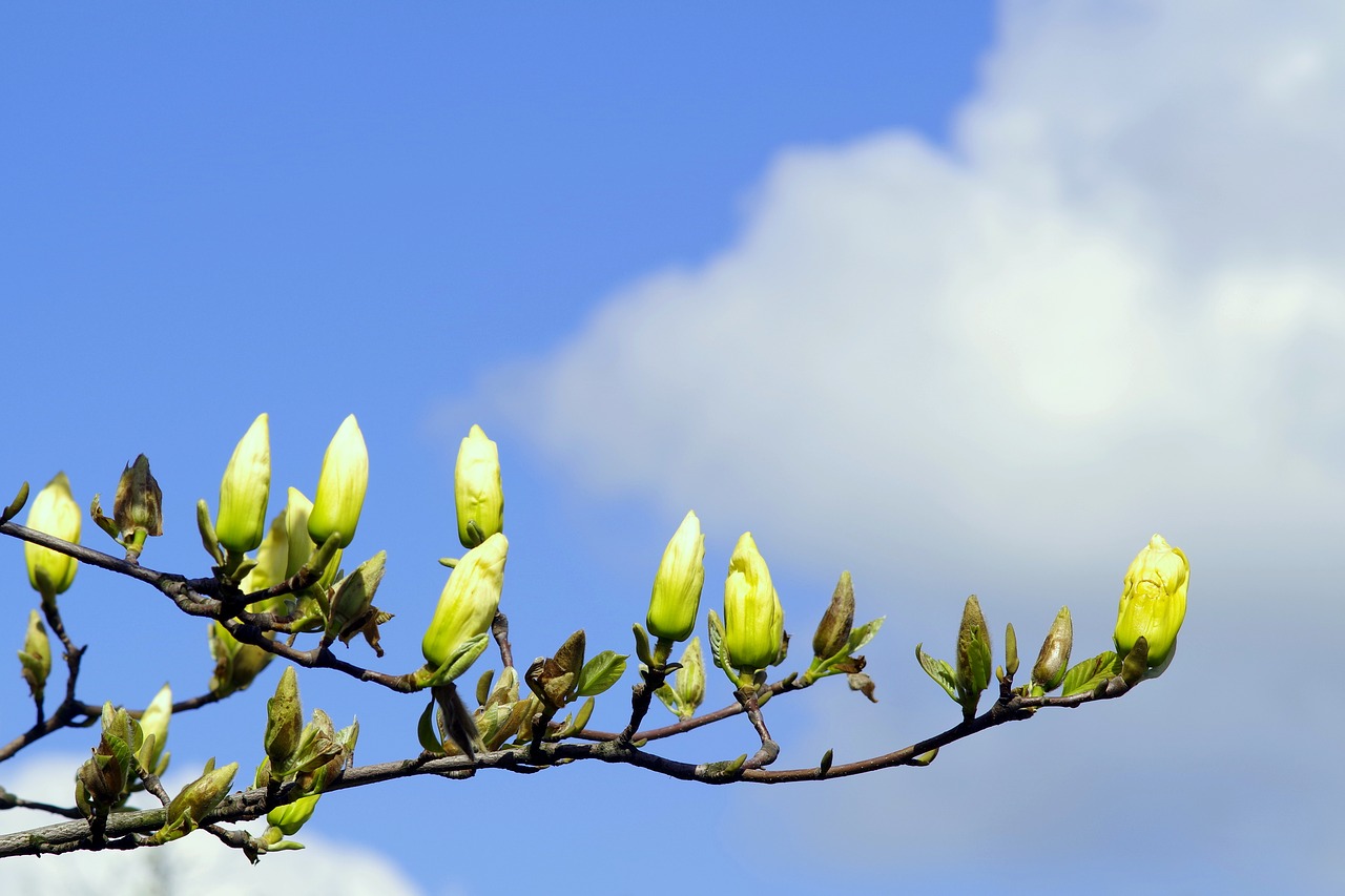 magnolia the buds yellow free photo