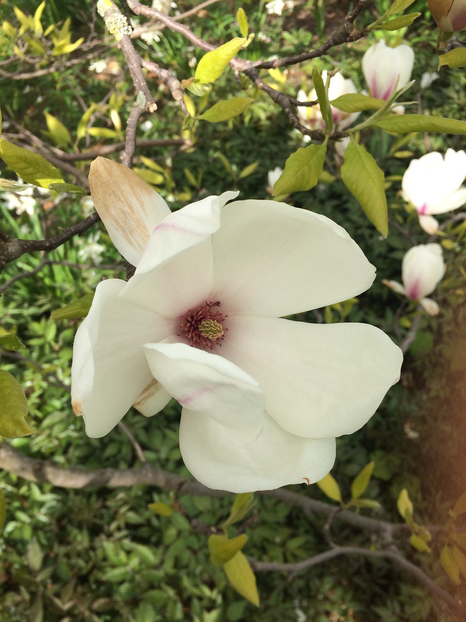 magnolia tree flower free photo