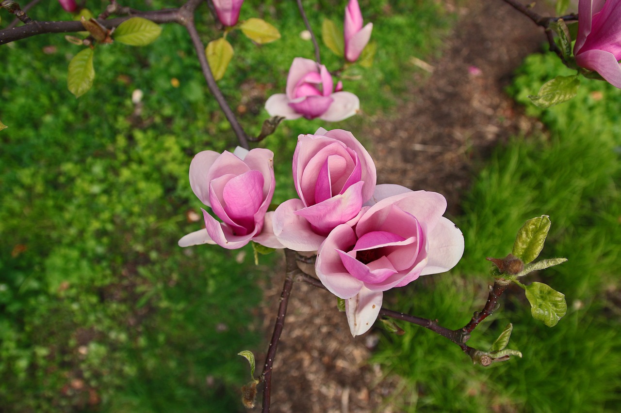 magnolia flower magnolias free photo