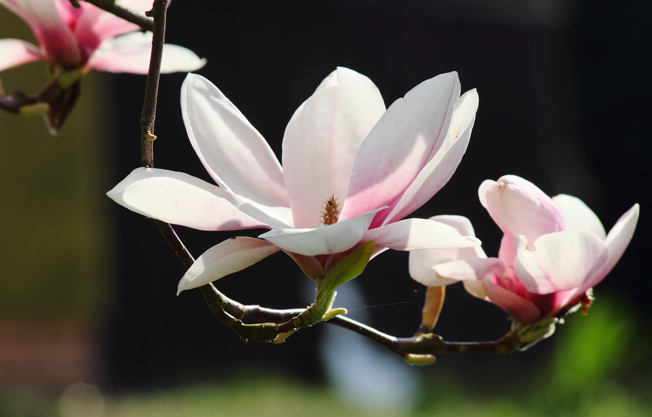 magnolia flowers spring free photo