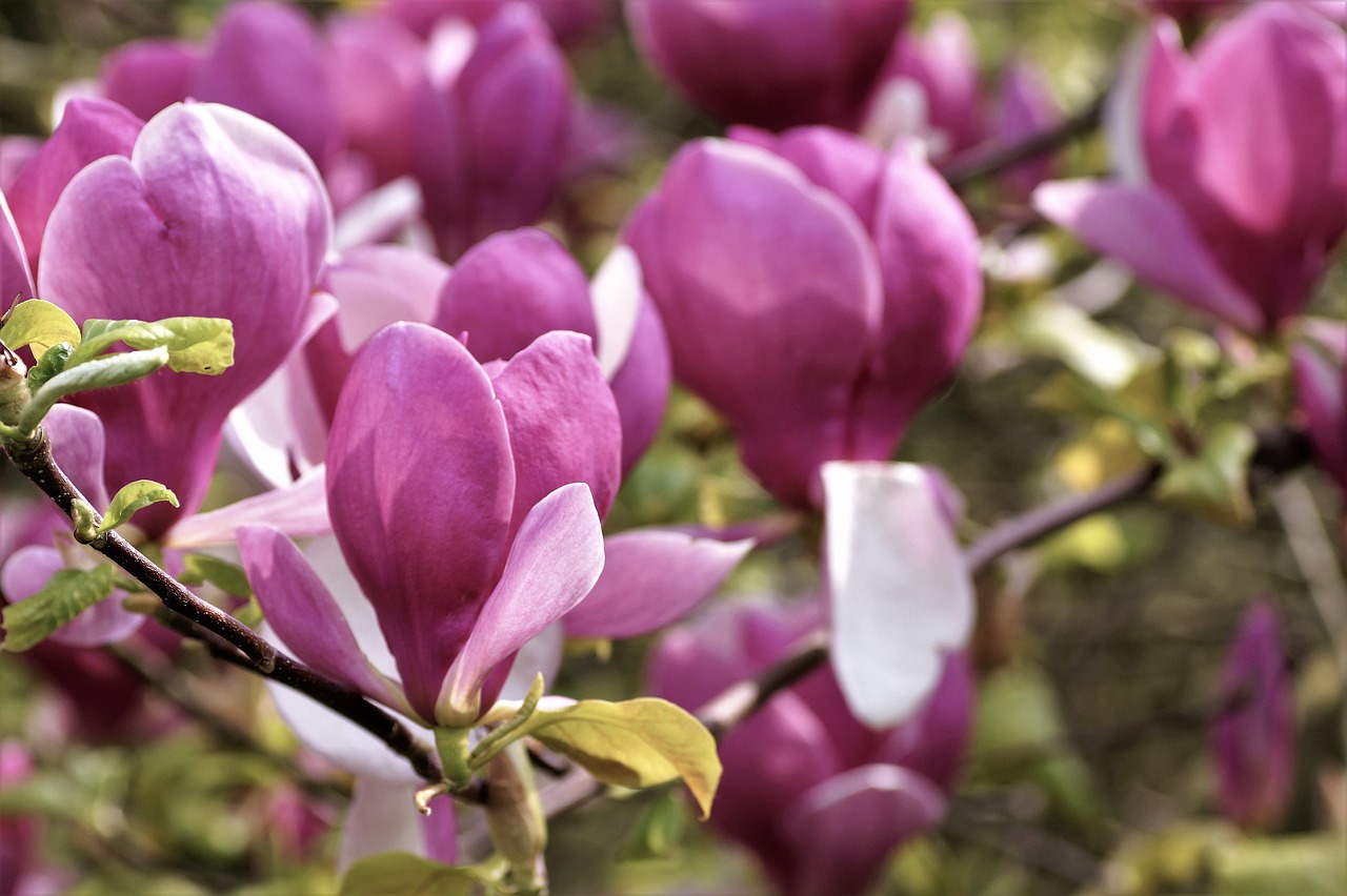 magnolia tree spring free photo