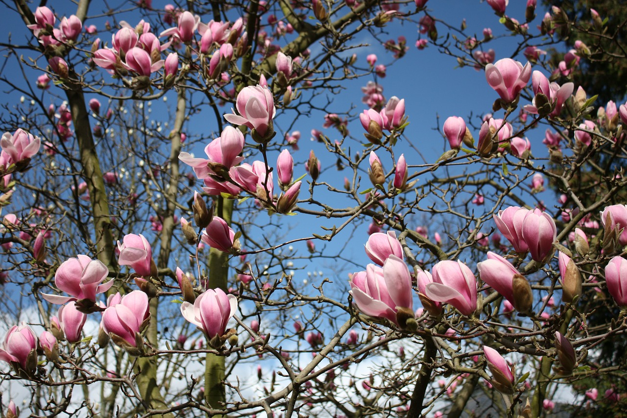 magnolia flowers plant free photo