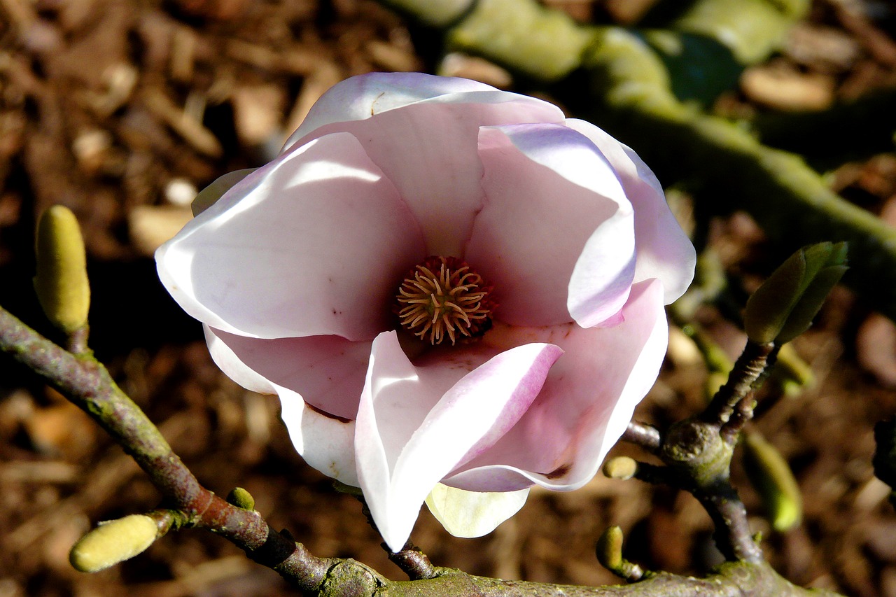 magnolia tulip tree blossom free photo