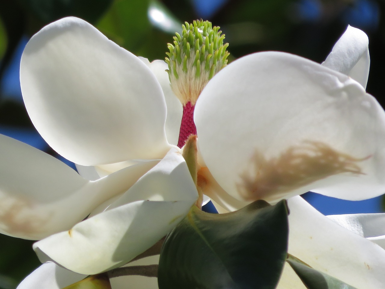 magnolia flower blossom free photo