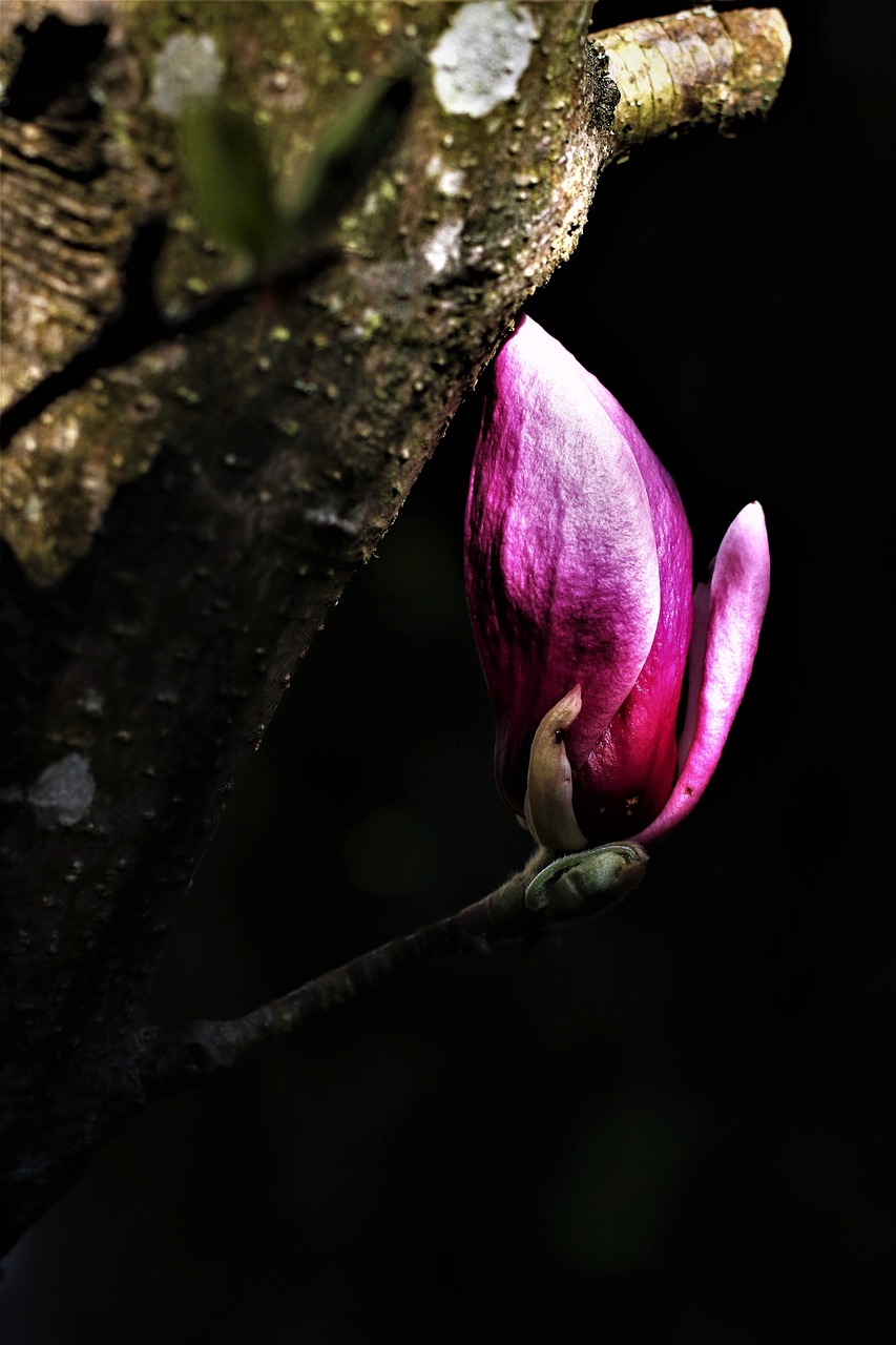 magnolia flower spring free photo