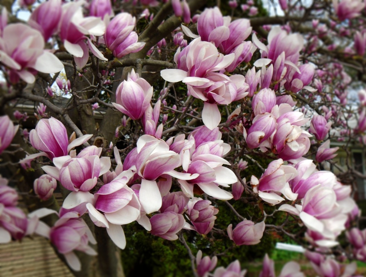 magnolia tree spring free photo