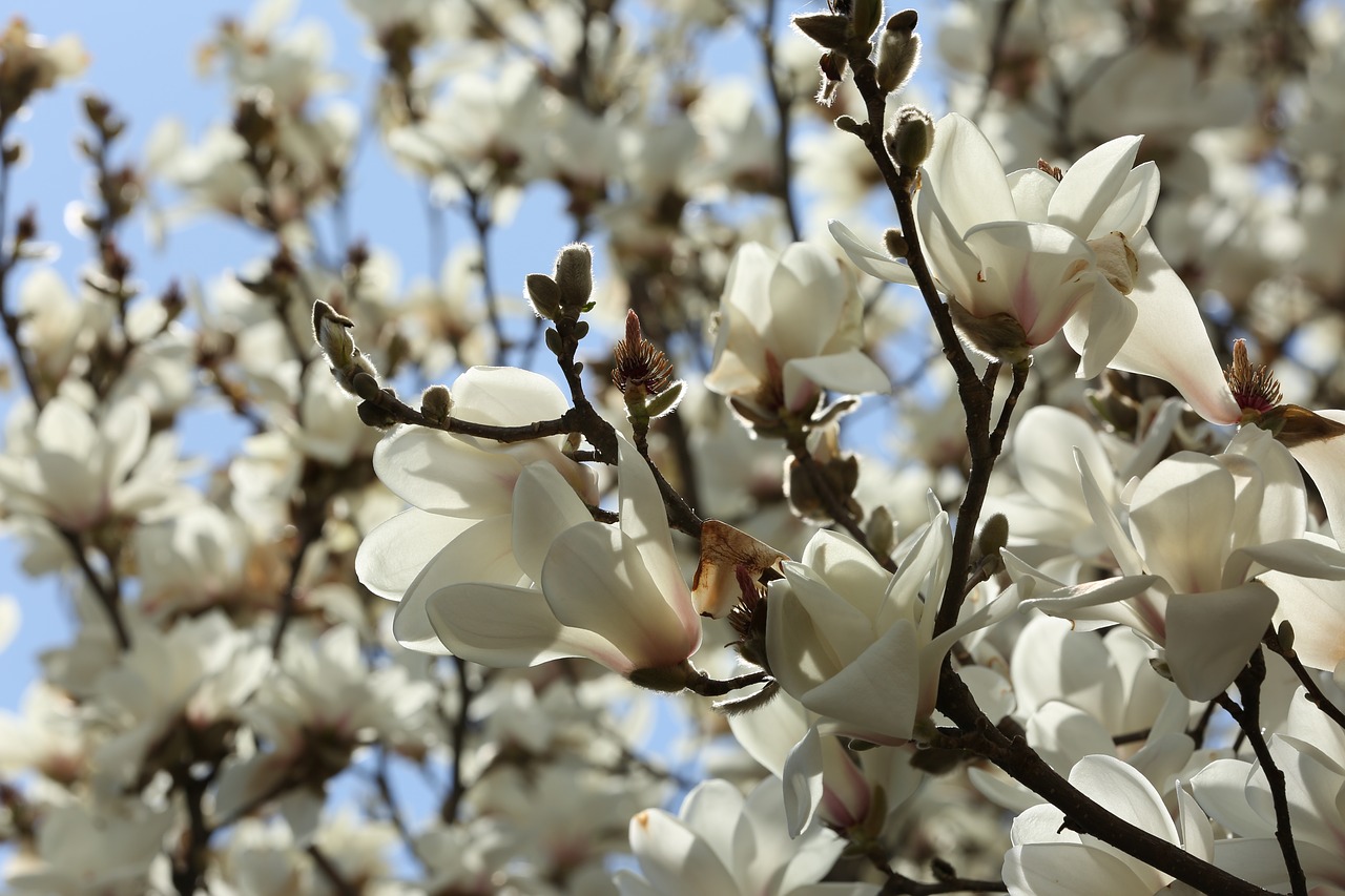 magnolia white flower free photo