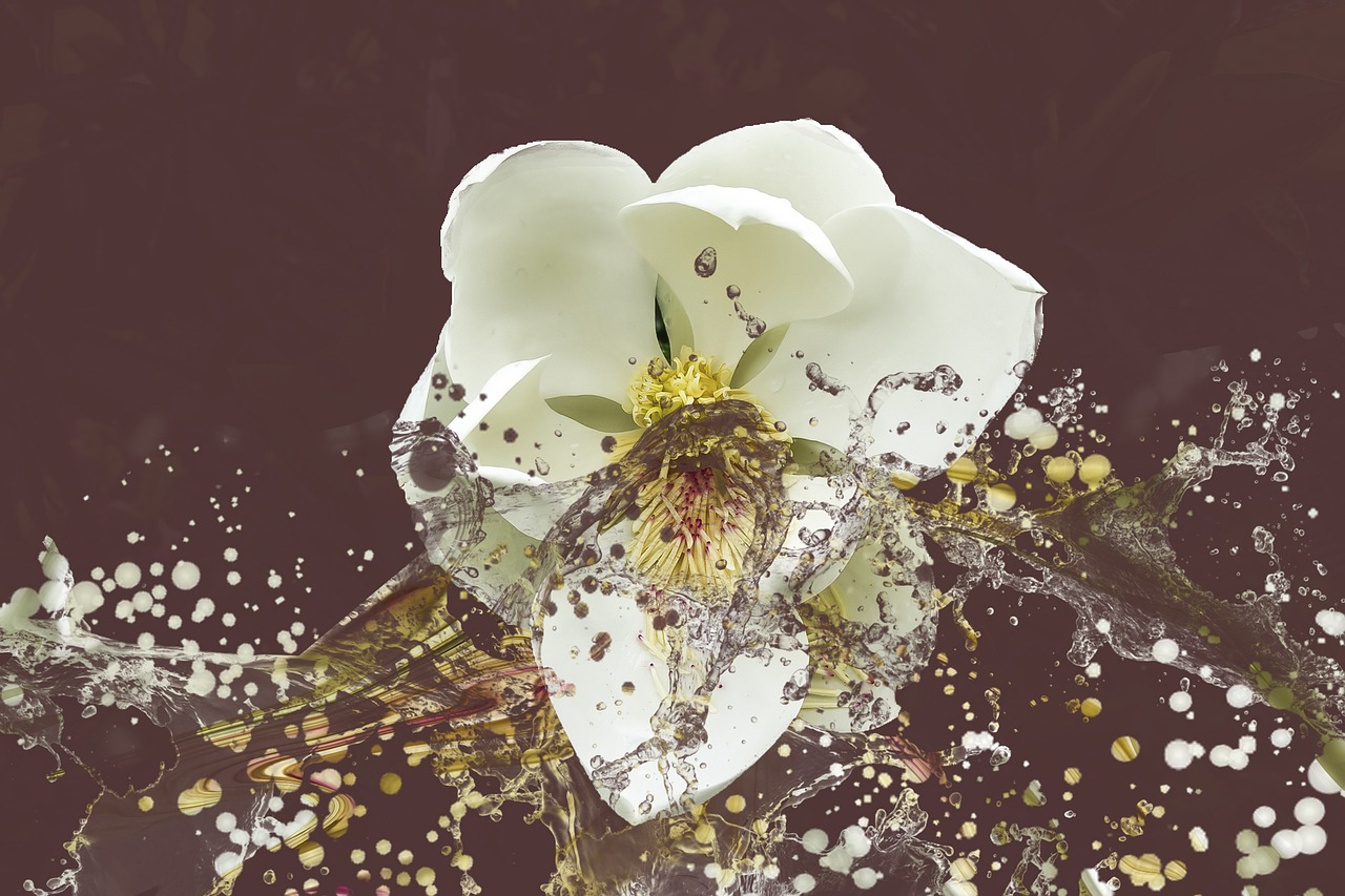 magnolia flower splash free photo