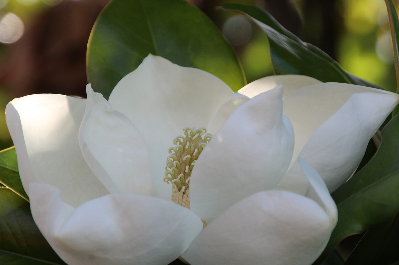 magnolia white magnoliengewaechs free photo
