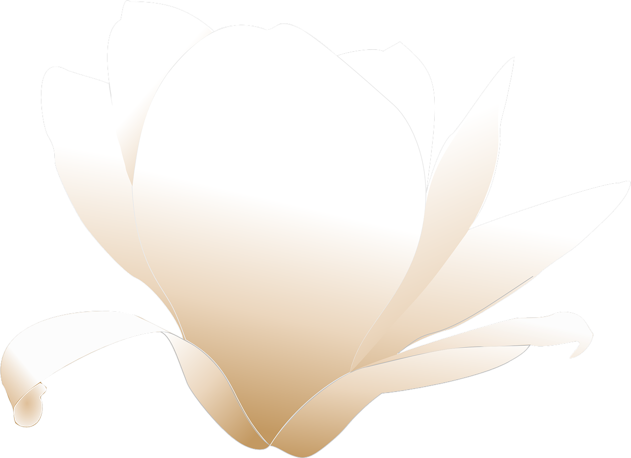 magnolia flower white free photo