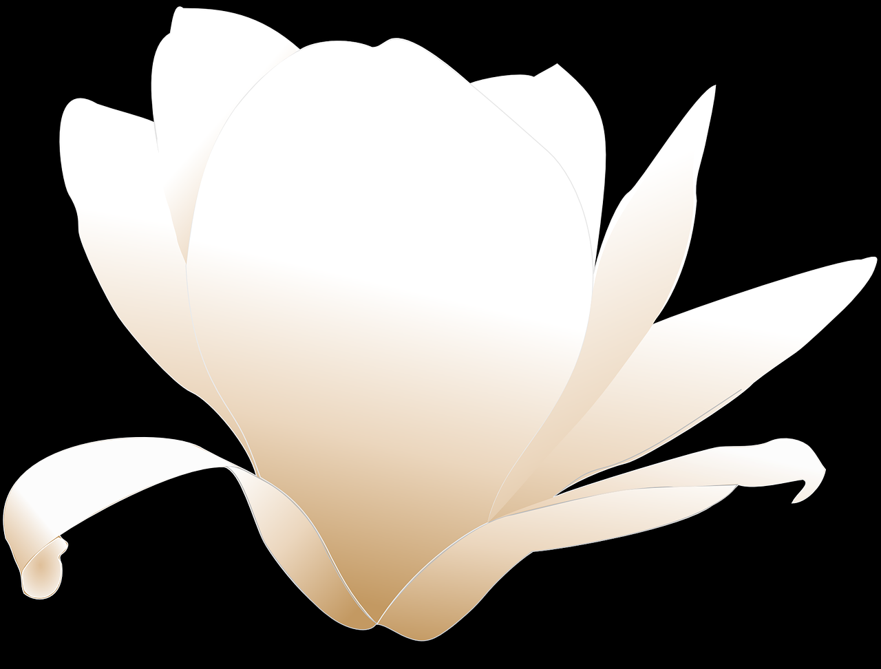 magnolia flower white free photo