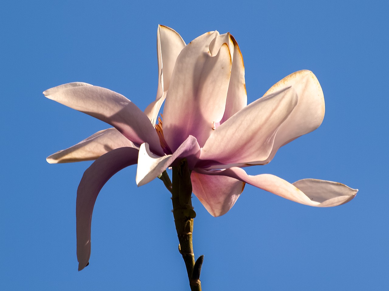 magnolia magnolia tree blossom free photo