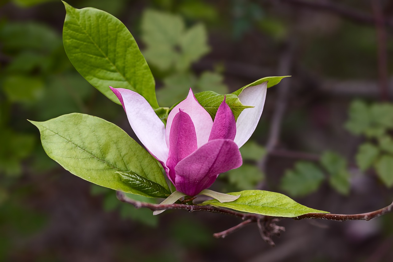 magnolia flowers nature free photo