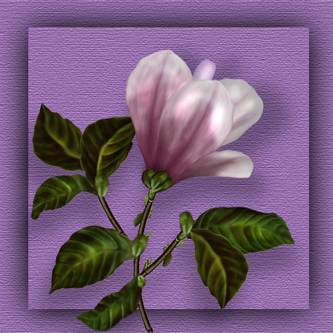 magnolia flower photoshop free photo