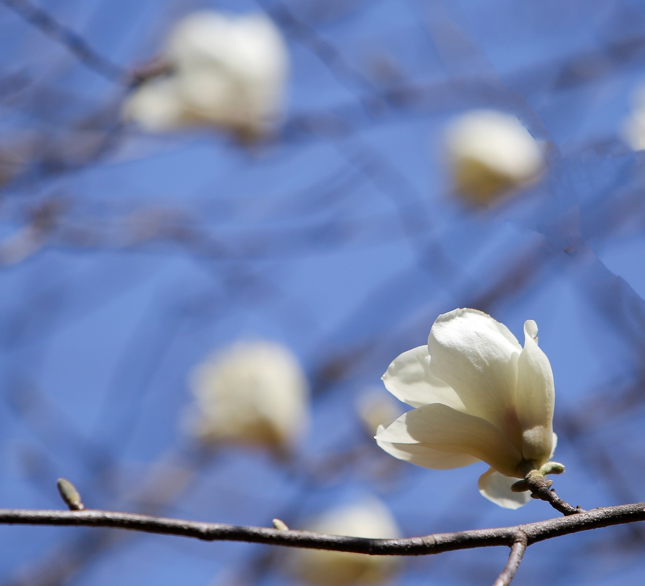 magnolia white magnolia white flowers free photo