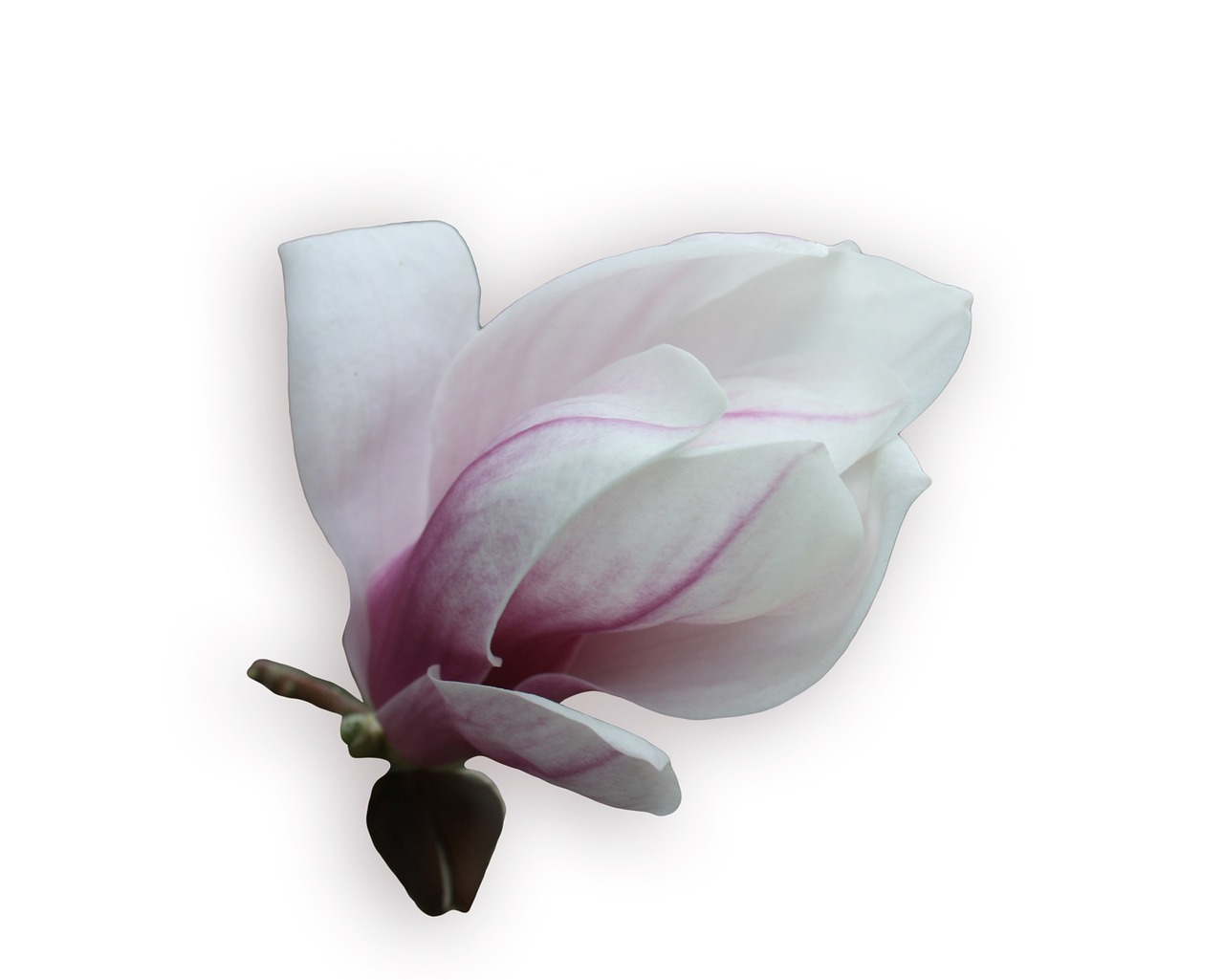 magnolia tender pink free photo