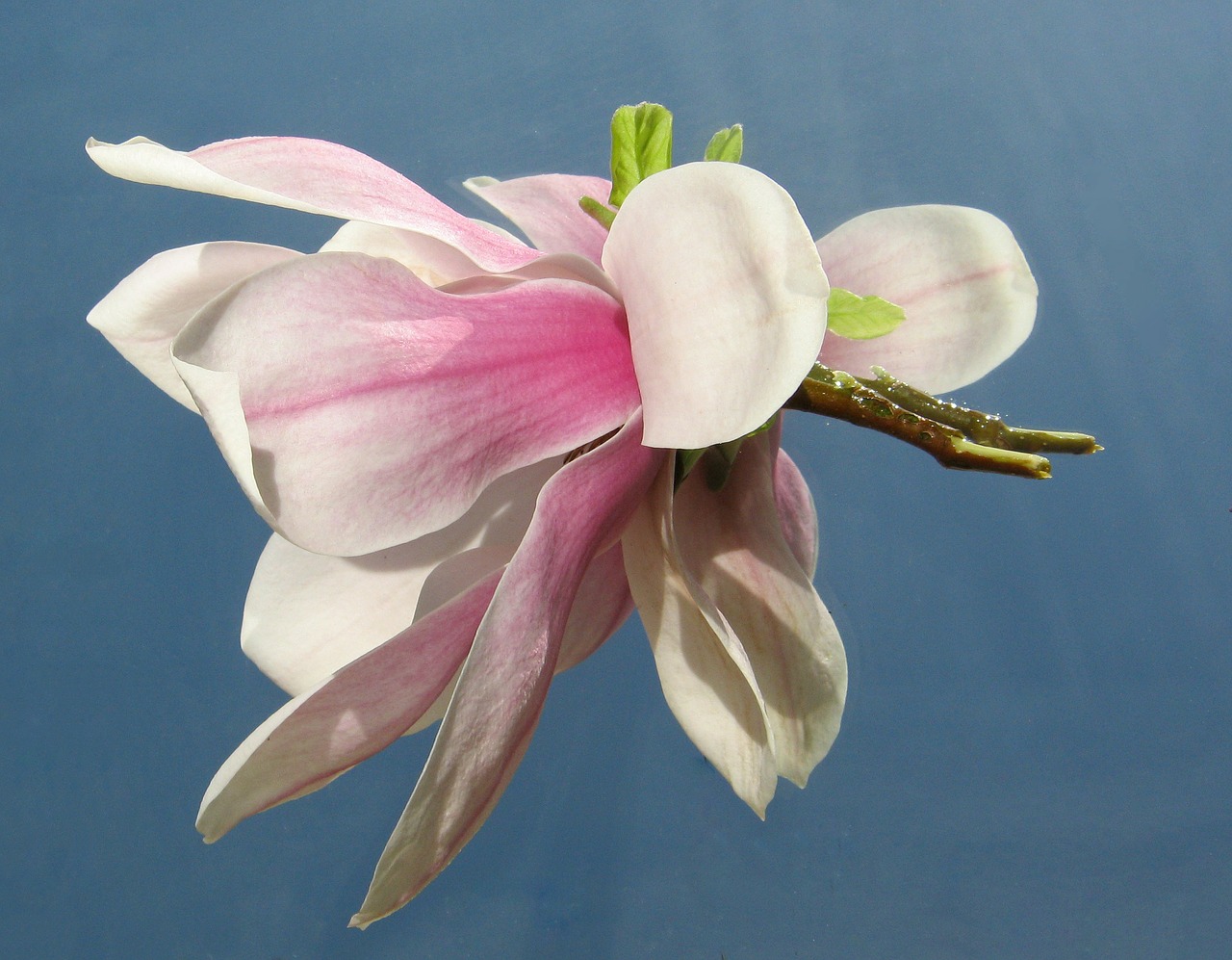 magnolia mirrored tender free photo