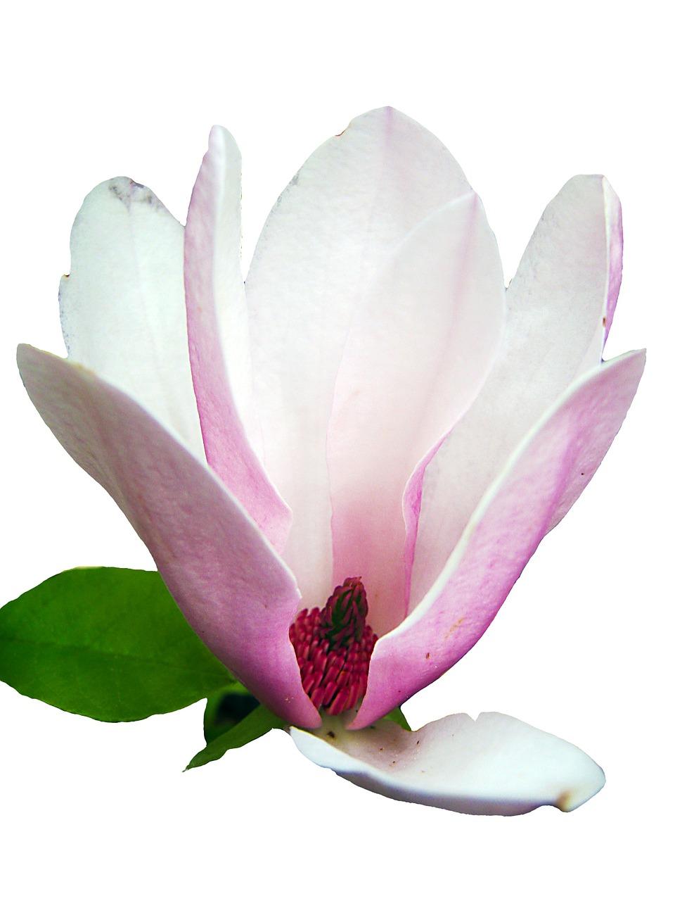 magnolia tender pink free photo