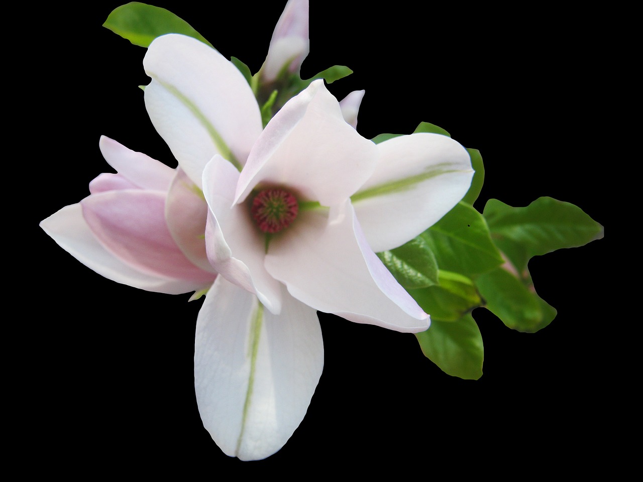 magnolia tender pink free photo