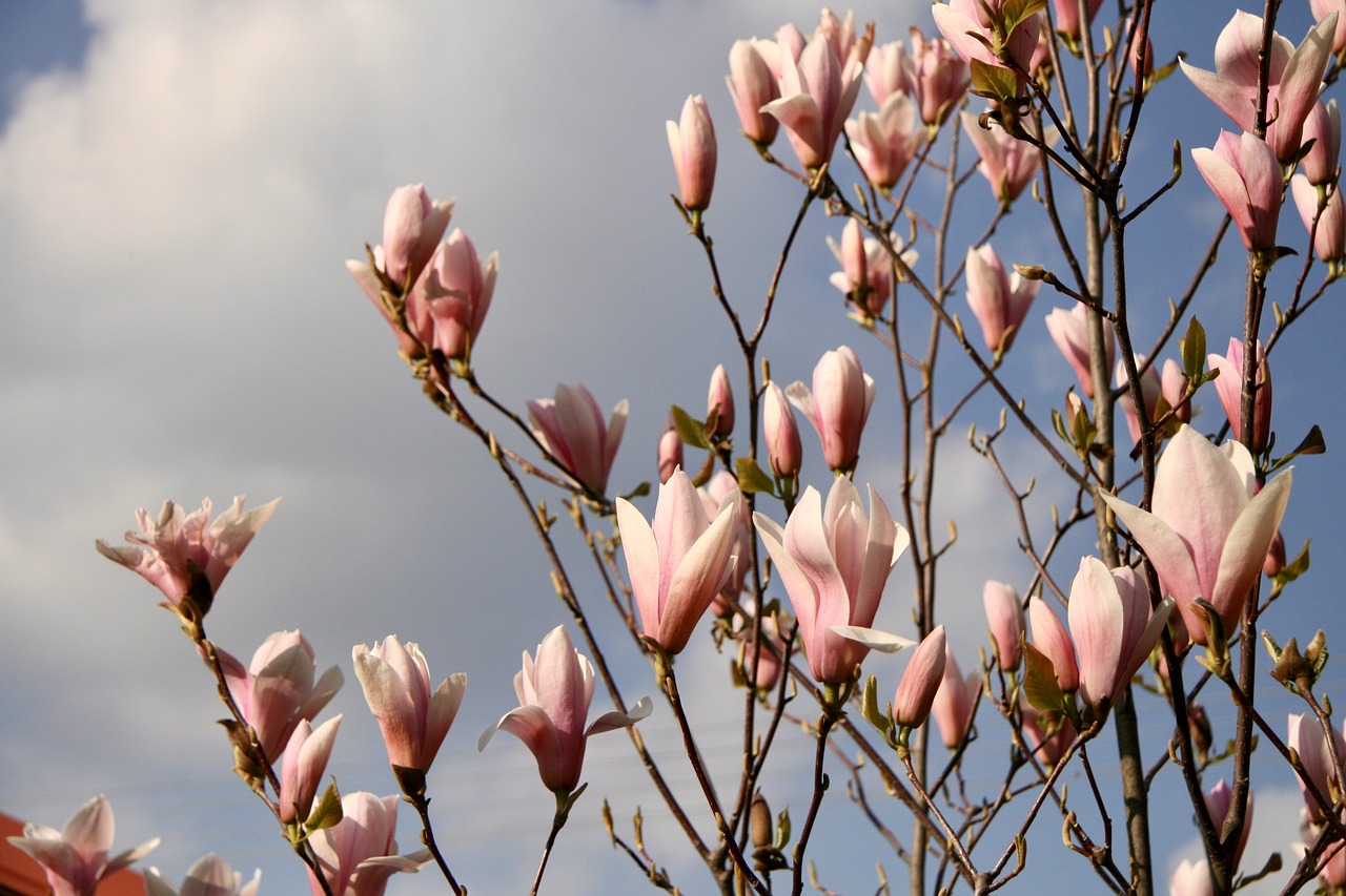 magnolia garden spring free photo
