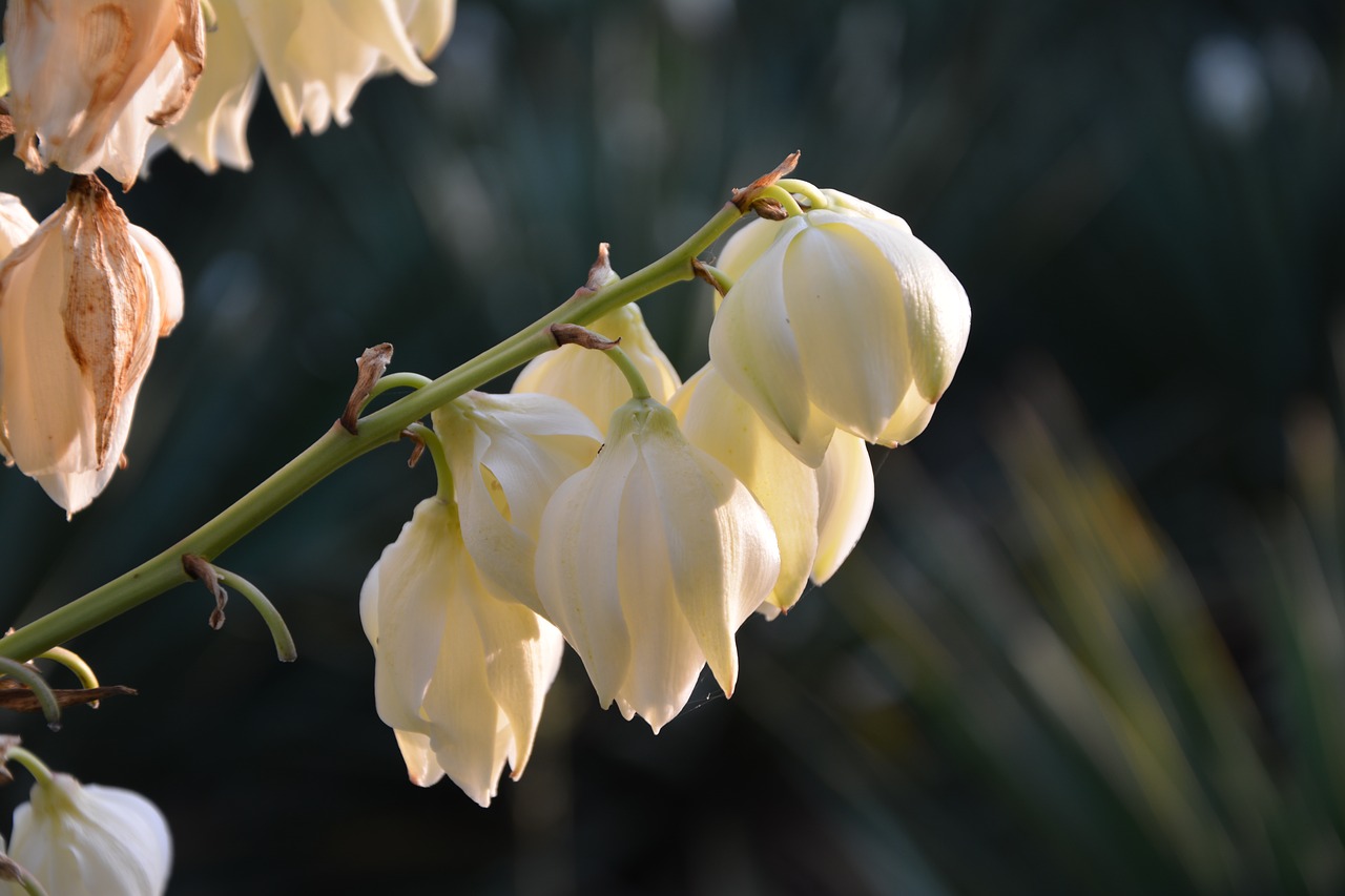 magnolia flower white flowers free photo