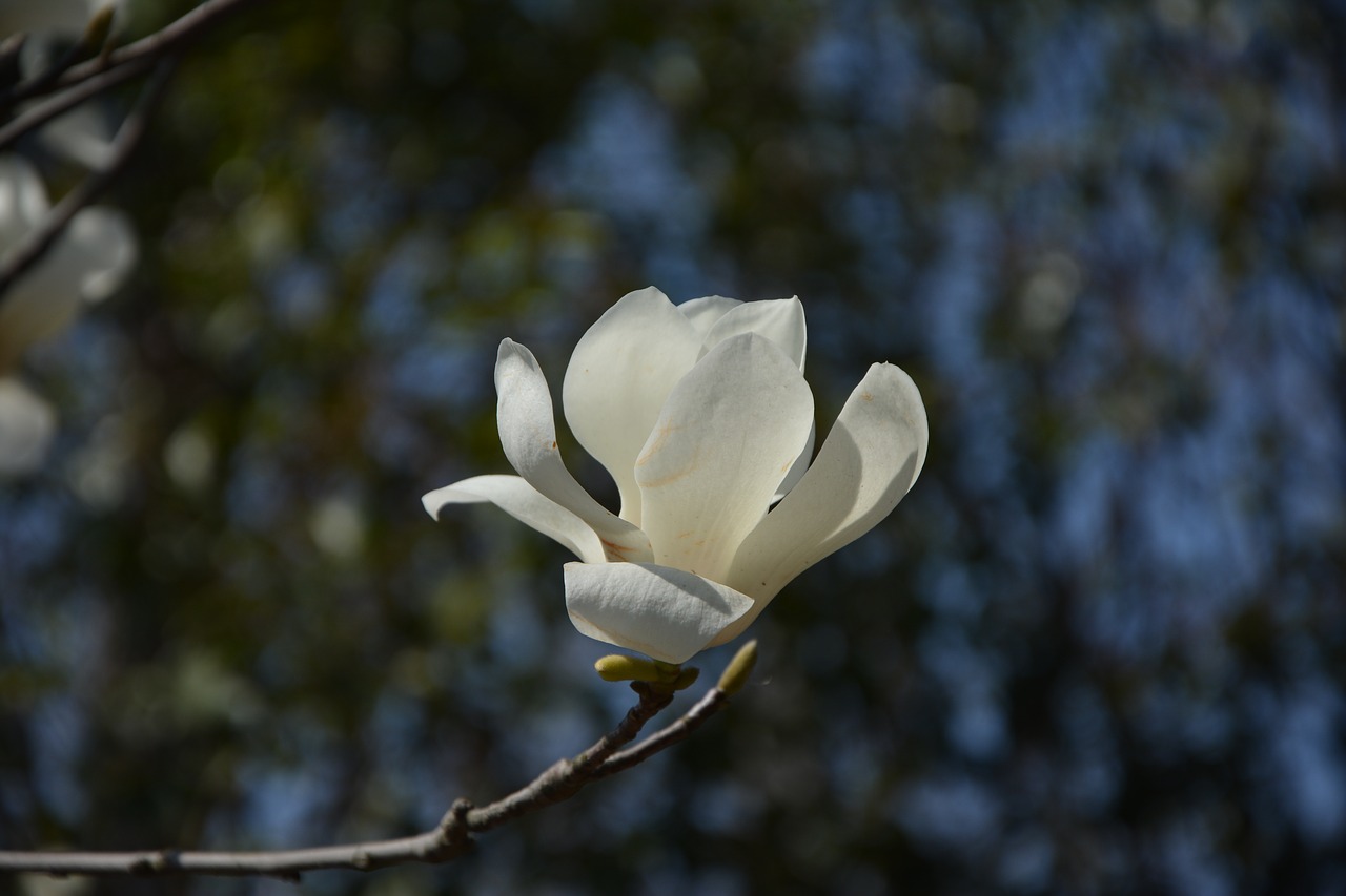 magnolia magnolia flower white flowers free photo