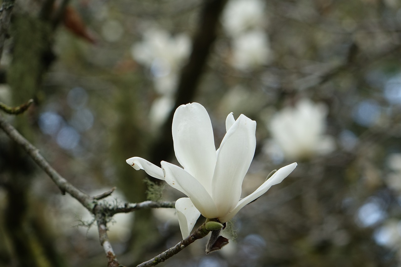 magnolia white magnolias white free photo