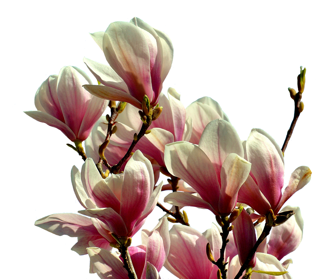 magnolia tree flowers free photo