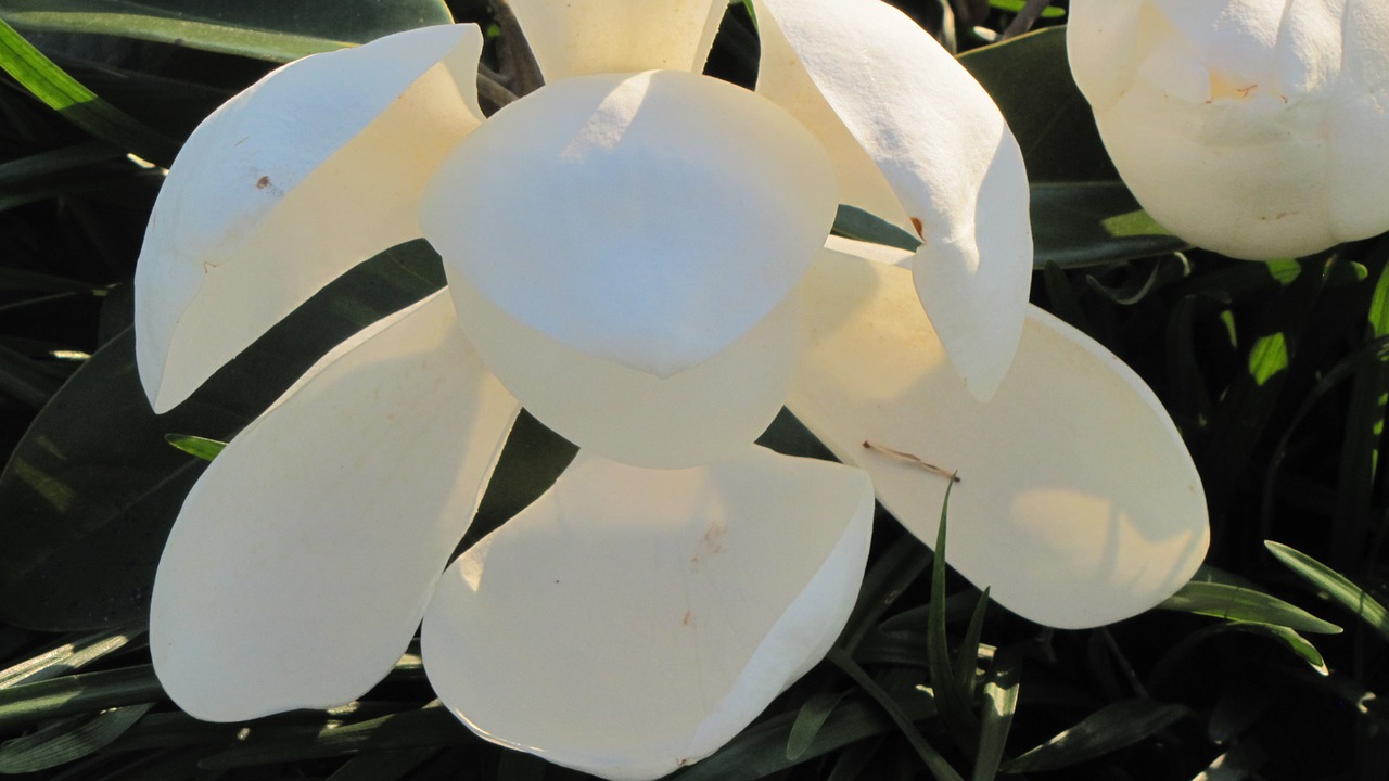 magnolia floral plant free photo