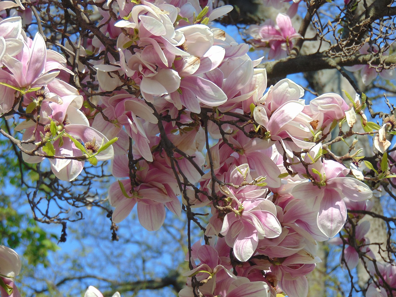 magnolia spring flower free photo