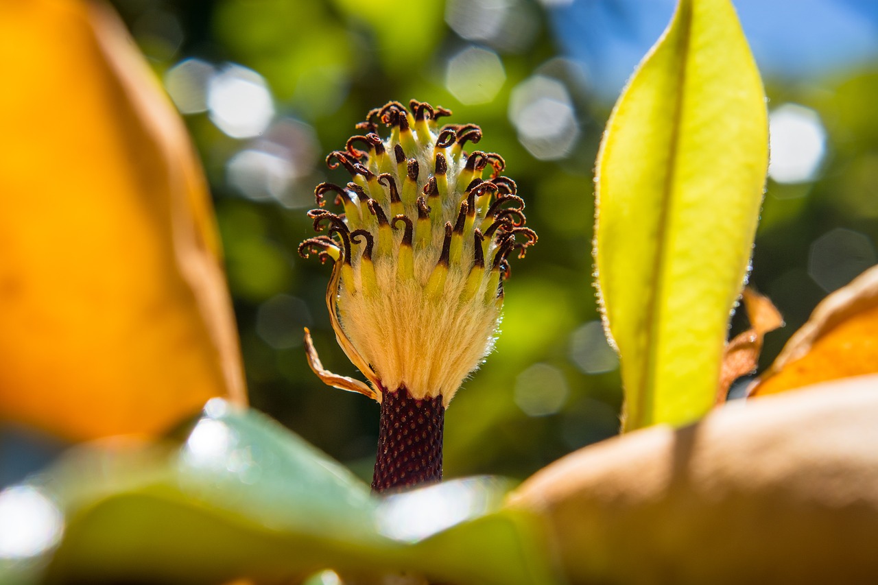 magnolia flower bokeh free photo