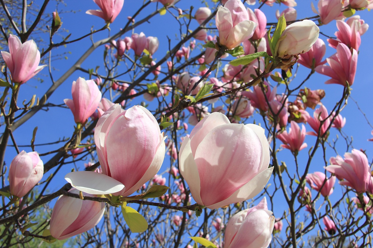 magnolia flower blossom free photo