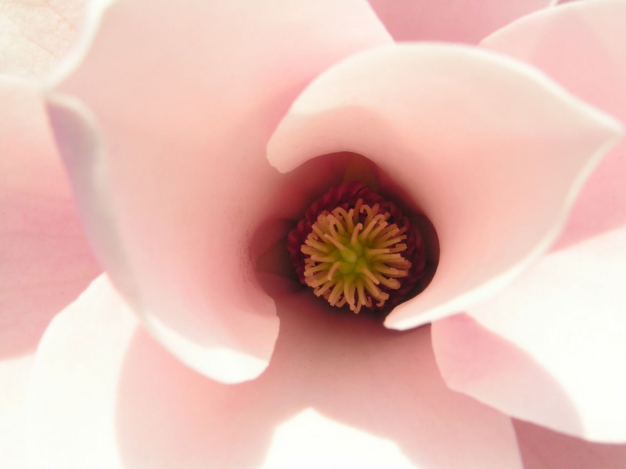 magnolia tulip magnolia flower free photo