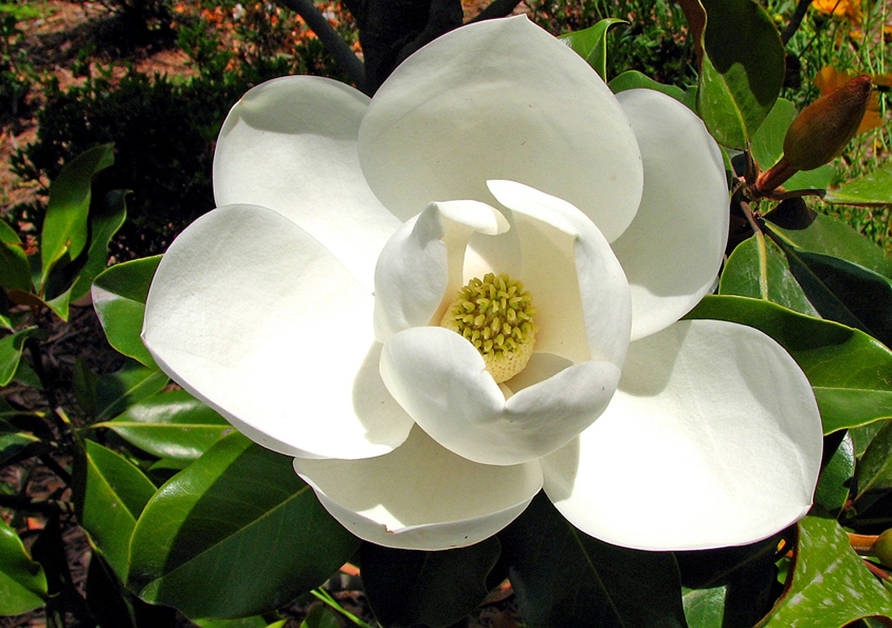 magnolia macro white free photo