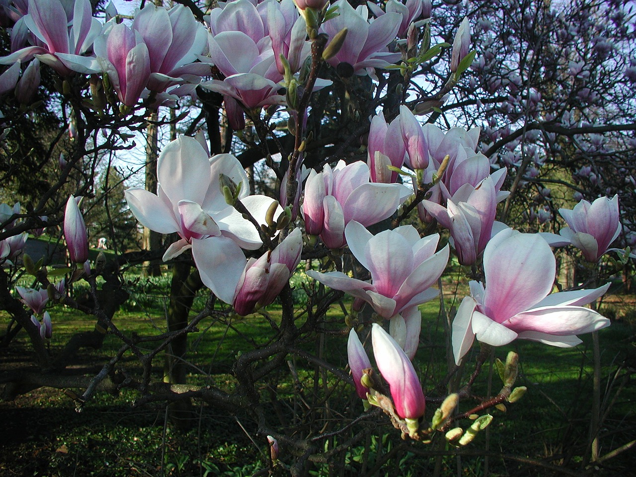 magnolia spring blossom free photo