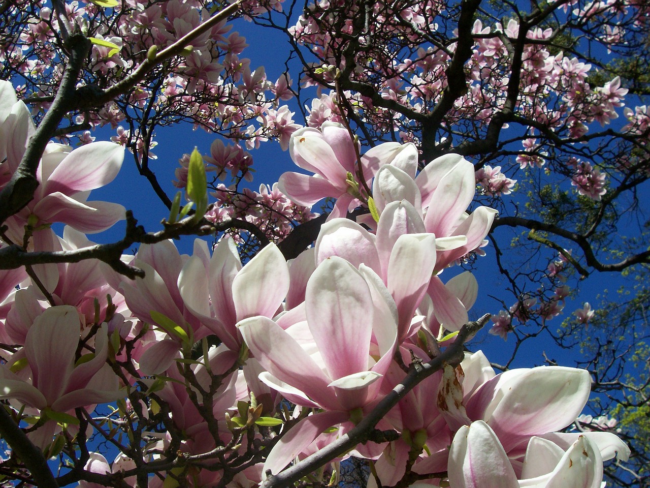 magnolia cream pink free photo