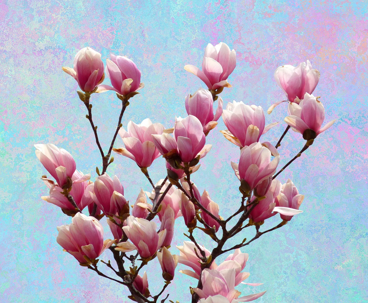 magnolia spring nature free photo